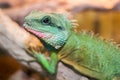 Chinese water dragon Physignathus cocincinus is a species of a Royalty Free Stock Photo