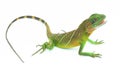 Green lizards.Chinese water dragon Royalty Free Stock Photo