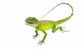 Green lizards.Chinese water dragon Royalty Free Stock Photo