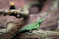 Chinese water dragon on a tree Royalty Free Stock Photo