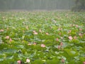 Chinese water lilies Royalty Free Stock Photo