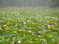 Chinese water lilies Royalty Free Stock Photo