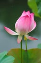 Chinese water lily Royalty Free Stock Photo