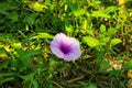 Chinese water-spinach bell-shaped flowers, white, or pale pink Royalty Free Stock Photo