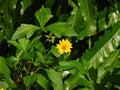 Chinese wedelia (Sphagneticola calendulacea) Royalty Free Stock Photo