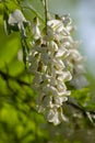 Chinese white acacia flowers, flowering trees rich in nectar honey collected by bees near the apiary