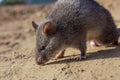 Chinese White Bellied Rat, Niviventer confucianus