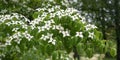 Chinese white flowering dogwood, cornus kousa chinensis Royalty Free Stock Photo