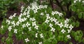 chinese white flowering dogwood, cornus kousa chinensis shrub Royalty Free Stock Photo