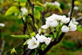Chinese white flowers in spring