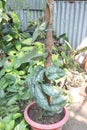 Chinese Wild Ginger leaf plant on farm