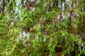 Chinese willow background. Branches and leaves of willow Salix matsudana. Selective focus Royalty Free Stock Photo