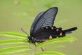 Chinese Windmill butterfly - Atrophaneura alcinous Royalty Free Stock Photo