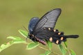 Chinese Windmill butterfly - Atrophaneura alcinous Royalty Free Stock Photo