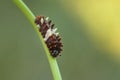 Chinese Windmill butterfly - Atrophaneura alcinous