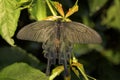 Chinese Windmill butterfly - Atrophaneura alcinous Royalty Free Stock Photo