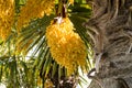 Chinese windmill palm in bloom