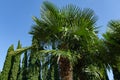 Chinese windmill palm Trachycarpus fortunei or Chusan palm with rows Mediterranean Cypress Cupressus sempervirens Royalty Free Stock Photo