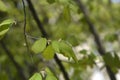 Chinese winter hazel