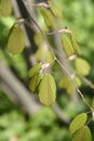 Chinese winter hazel