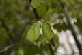 Chinese winter hazel