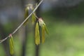 Chinese winter hazel