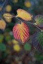 Chinese winter hazel Corylopsis platypetala autumn leaves