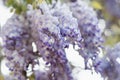 Chinese wisteria, branch with white violet flowers, close up. Classic Wisteria plant in pea family