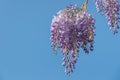 Chinese wisteria flower on blue background Royalty Free Stock Photo