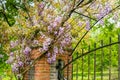 Chinese wisteria growing over a brick pillar and a wrought iron Royalty Free Stock Photo
