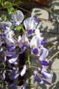 Chinese Wisteria and Japanese Wisteri