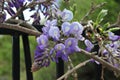 Wisteria sinensis blossoms on a vine