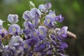 Wisteria sinensis blossoms on a vine