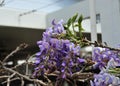 Wisteria sinensis blossoms on a vine