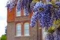 Chinese Wisteria Wisteria sinensis in an English garden in spring