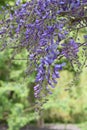 Chinese wisteria, Wisteria sinensis, flower racemes Royalty Free Stock Photo