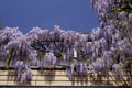 Chinese Wisteria in spring, Germany Royalty Free Stock Photo