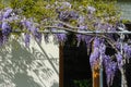 A chinese wisteria on the terrace in spring