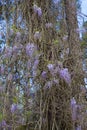 Chinese Wisteria 821372