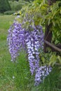 Chinese Wisteria - Wisteria blooming in summer garden . Wisteria sinensis Sweet