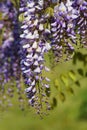 Chinese Wisteria - Wisteria blooming in summer garden . Wisteria sinensis Sweet