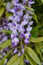 Chinese Wisteria - Wisteria blooming in summer garden . Wisteria sinensis Sweet