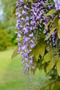 Chinese Wisteria - Wisteria blooming in summer garden . Wisteria sinensis Sweet