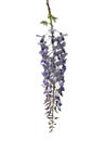 Chinese wisteria (Wisteria sinensis)