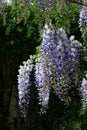 Chinese wisteria.Wisteria, wonderful addition to any garden.High-growing, fast-growing vine with purple and blue flowers Royalty Free Stock Photo