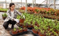 Chinese woman glasshouse farm worker examining garden flowers in flowerpots Royalty Free Stock Photo