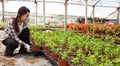Chinese woman glasshouse farm worker examining garden flowers in flowerpots Royalty Free Stock Photo