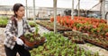 Chinese woman glasshouse farm worker examining garden flowers in flowerpots Royalty Free Stock Photo