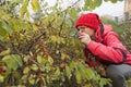 Chinese woman observe tiny fruits on tree with magnifier