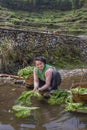 Chinese woman washing lettuce leaves squatting in and smiling. Royalty Free Stock Photo